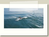 bottlenose dolphins ahead